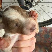 Cuccioli pastore Australiano e border collie