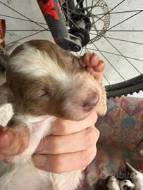 Cuccioli pastore Australiano e border collie