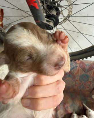 Cuccioli pastore Australiano e border collie
