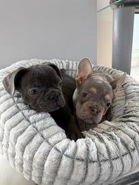 Bulldog francesi