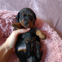 Cucciolo bassotto nano pedigree