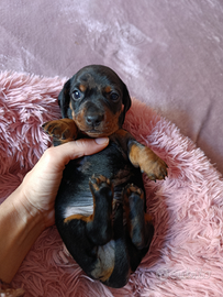 Cucciolo bassotto nano pedigree