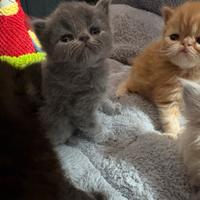 Gattini persiani, testati massime garanzie