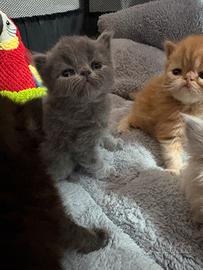 Gattini persiani, testati massime garanzie