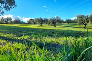 PER FOTOVOLTAICO T E R R E N O Agricolo 1,5 ettari