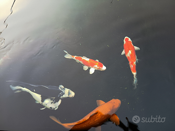 Carpe koi