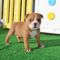 Staffordshire bull terrier cuccioli