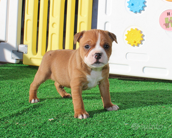 Staffordshire bull terrier cuccioli