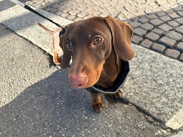 Bassotto Kaninchen Choco disponibile per monta