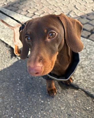 Bassotto Kaninchen Choco disponibile per monta