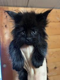 Cucciole di Maine Coon