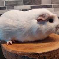 Cavia english crested