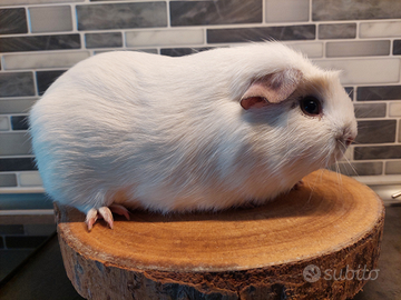Cavia english crested