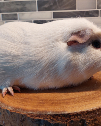 Cavia english crested