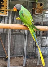 Coppia Psittacula Himalayana