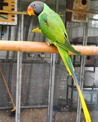 Coppia Psittacula Himalayana
