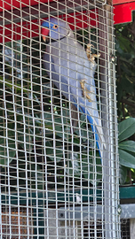 Parrocchetto dal collare coppia