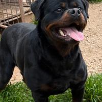 Rottwailer