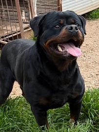Rottwailer