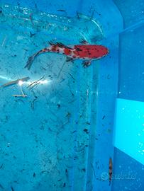 Pesce rosso da laghetto Shubunkin