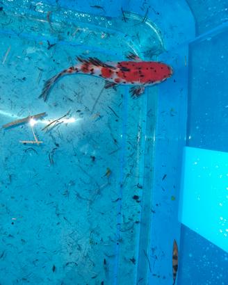 Pesce rosso da laghetto Shubunkin