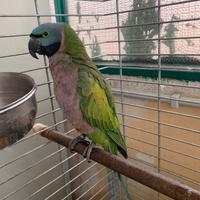 Pappagallo lord Derbiana