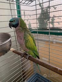 Pappagallo lord Derbiana