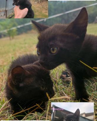 Gattini nero velluto di 2 mesi