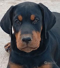 Dobermann