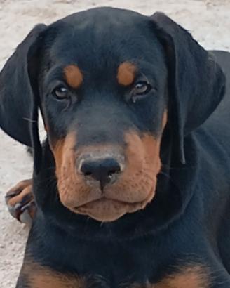 Dobermann