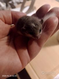 Cuccioli mini ghiro africano