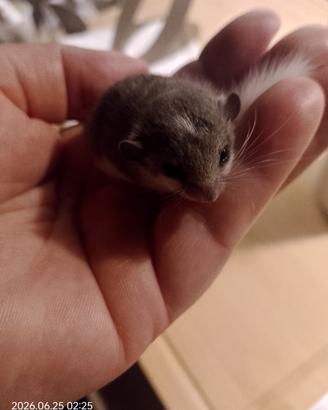 Cuccioli mini ghiro africano