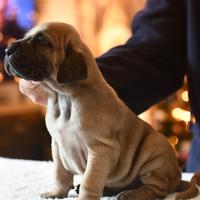 Alano Fulvo cucciolo maschio