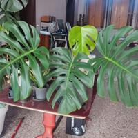Monstera/philodendro