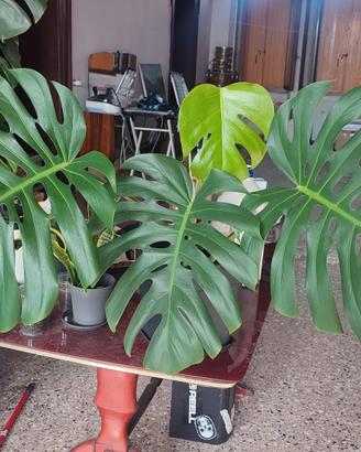 Monstera/philodendro