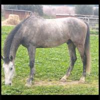 Cavallo pura razza spagnola