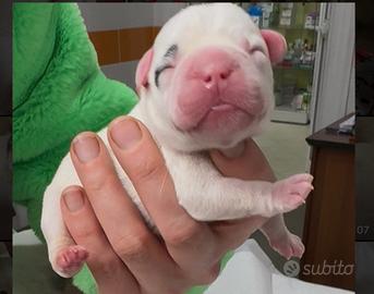 3 maschietti bulldog Francesi