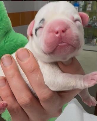 3 maschietti bulldog Francesi