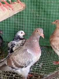 Colombi da carne o da allevare