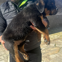 Cuccioli rottweiler