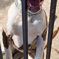 Cucciola American Staffordshire Terrier vendita