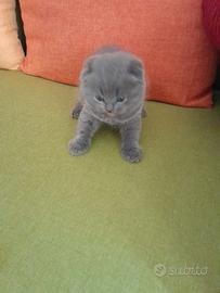 Cuccioli di gattini scottish straight e fold