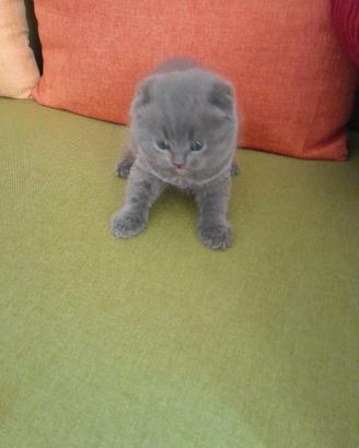 Cuccioli di gattini scottish straight e fold