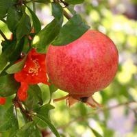 pianta di Melograno Mollar già fruttifera 