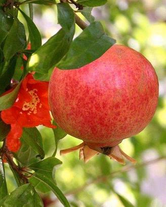 pianta di Melograno Mollar già fruttifera 