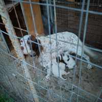 Cucciola di 2 mesi setter inglese