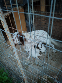 Cucciola di 2 mesi setter inglese