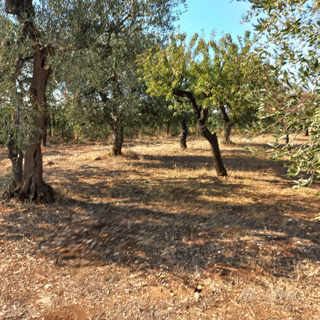 Terreno agricolo uliveto zona Cellamare - Vista 5