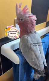 Cacatua Roseicapilla
