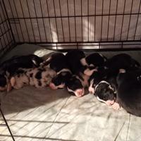 Pastore australiano con pedigree